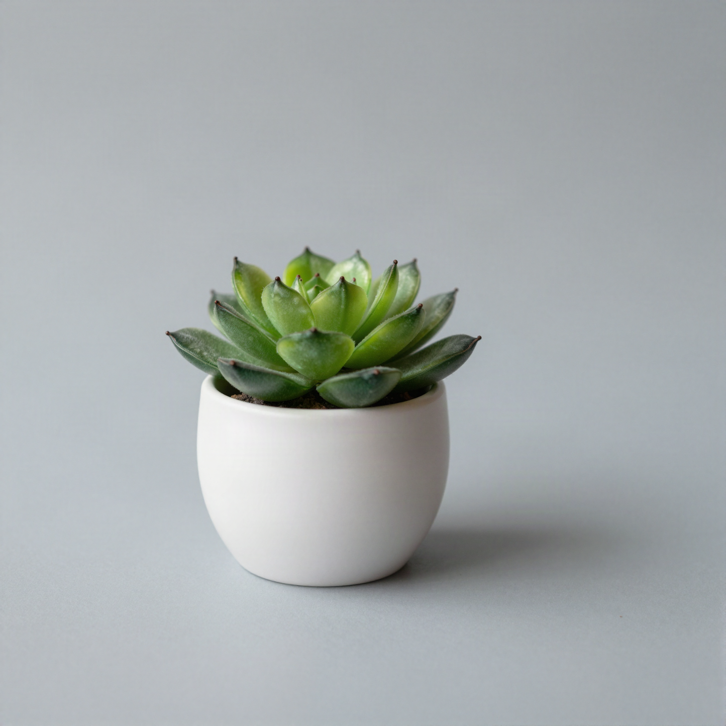 Mini Faux Succulent